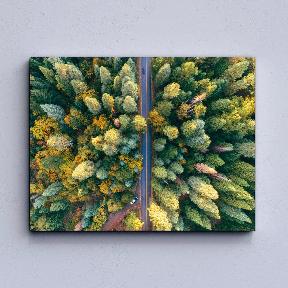 Forest Road Canvas Print