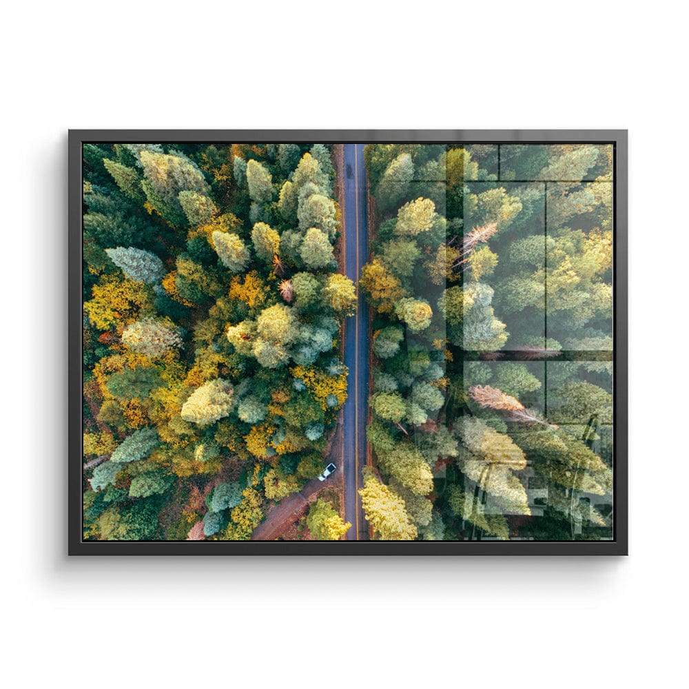 Forest Road Canvas Print