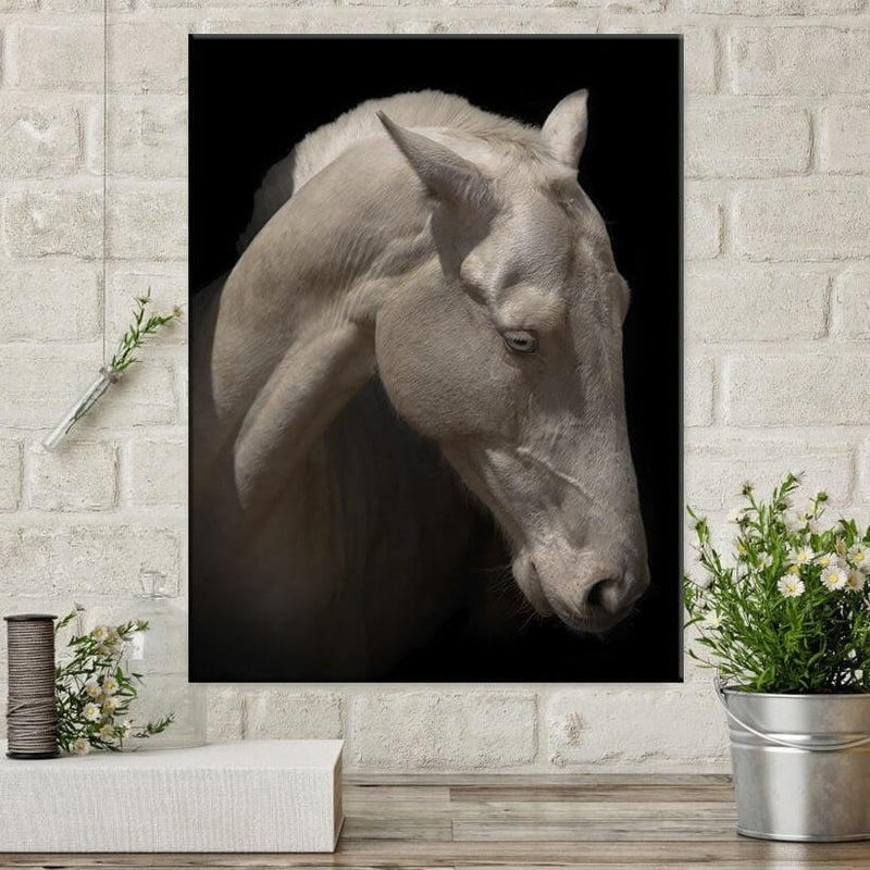 Albino Horse Canvas