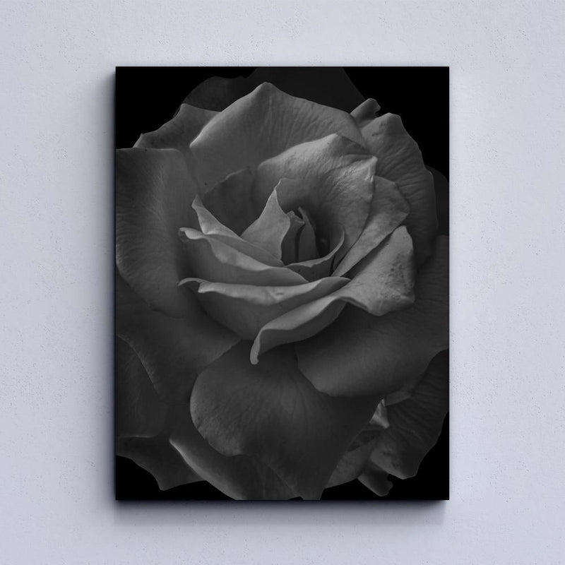 Black Rose Canvas